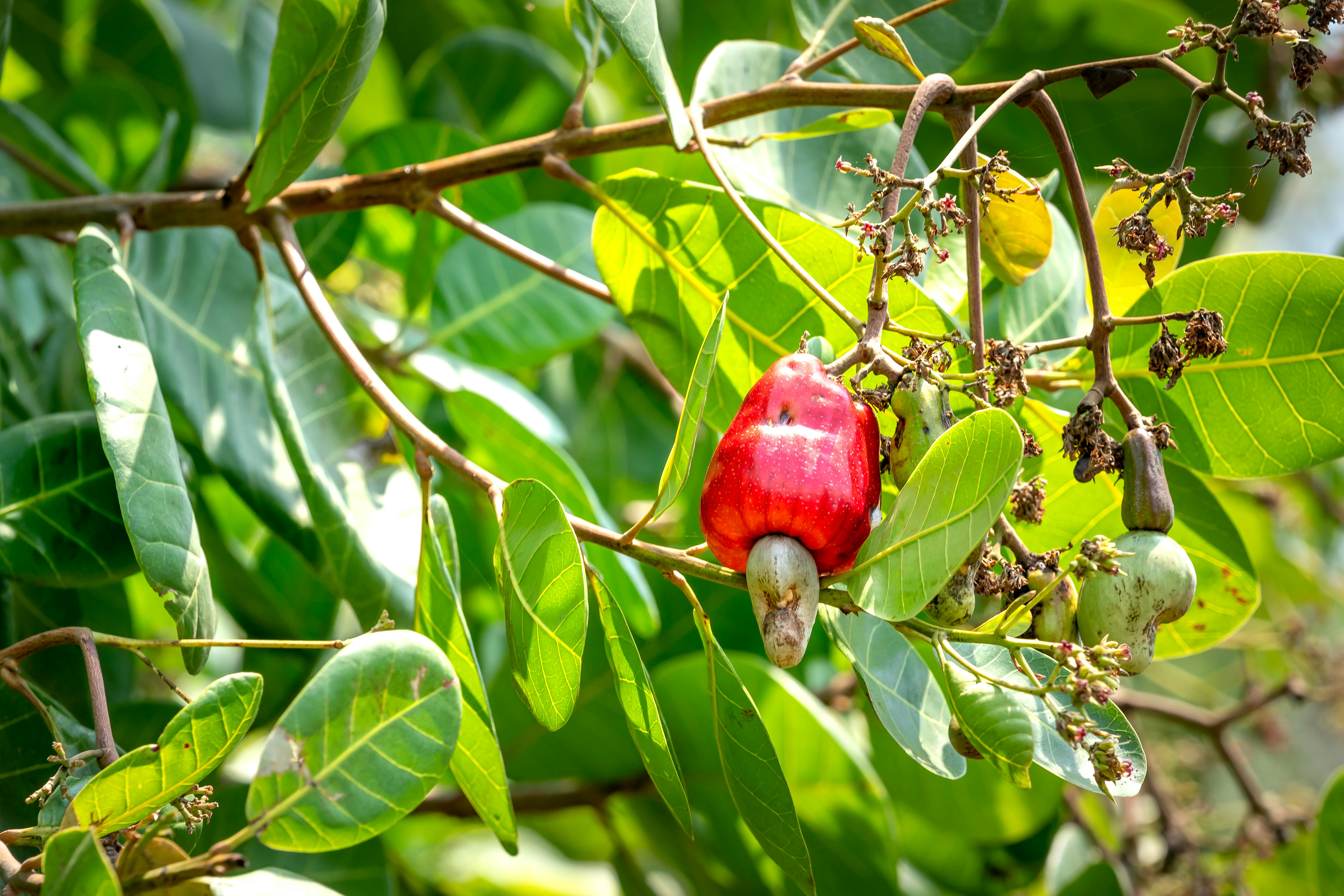 Cashew Biomass Fuels