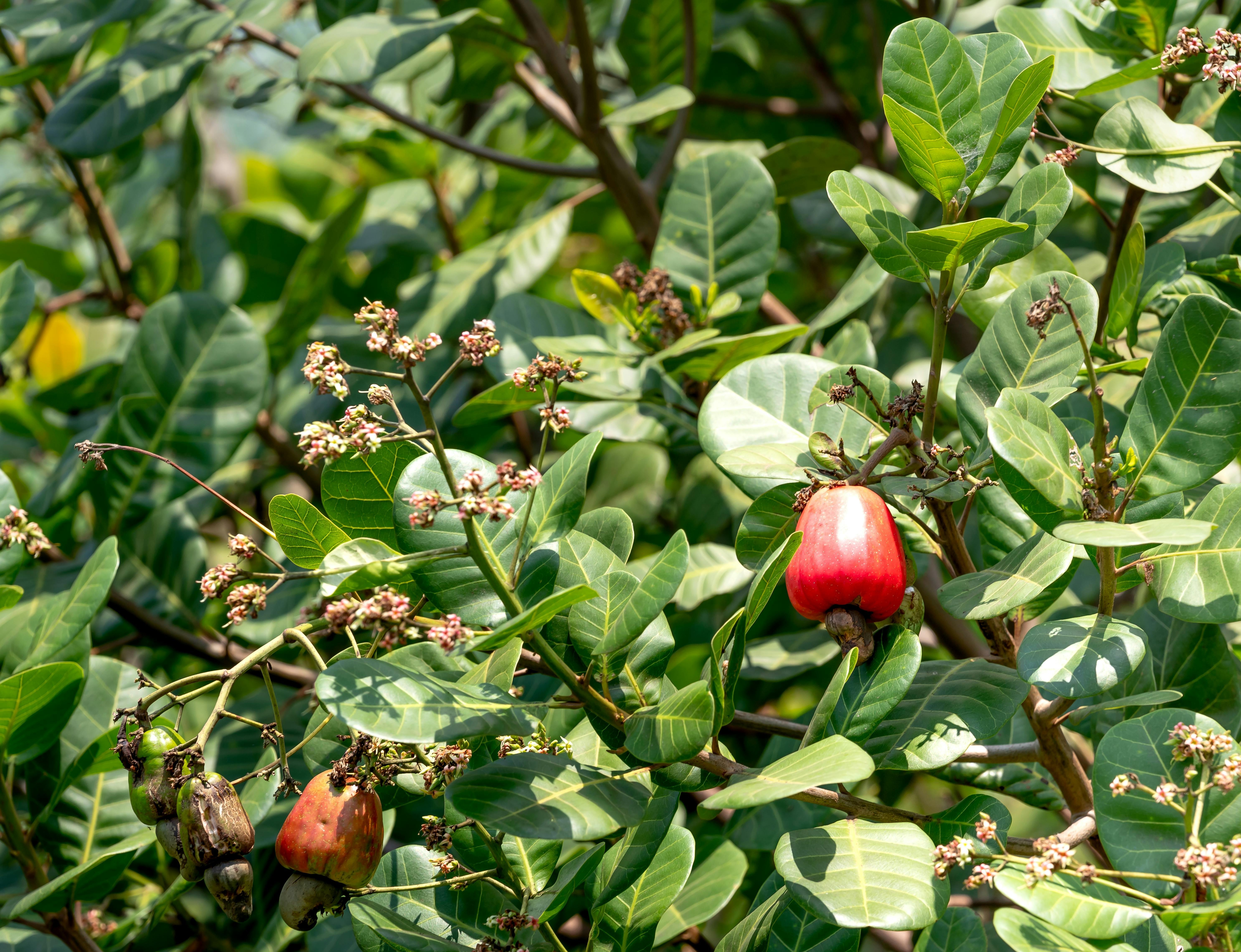 Cashew Tree