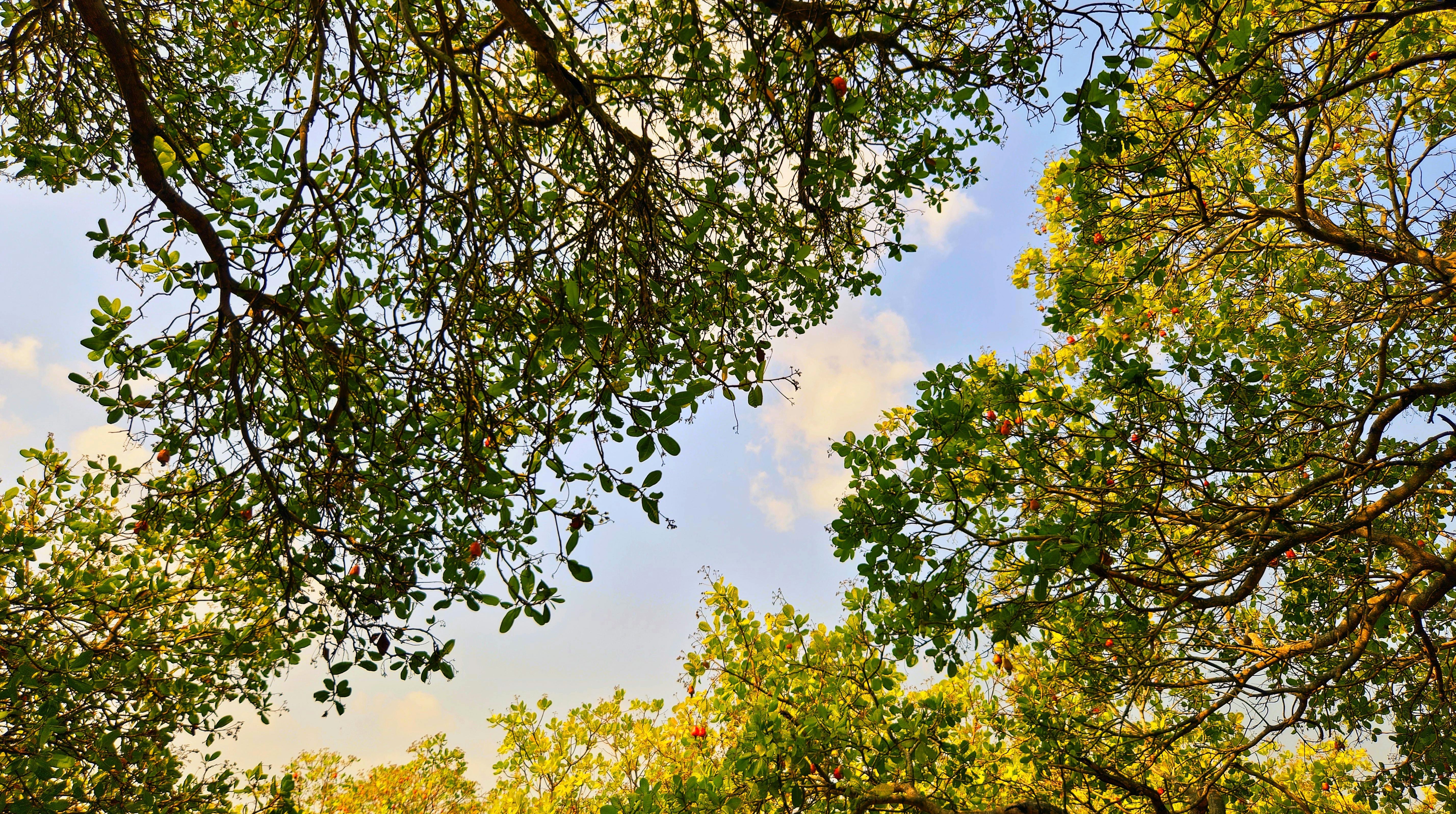 Cashew Tree Canopy