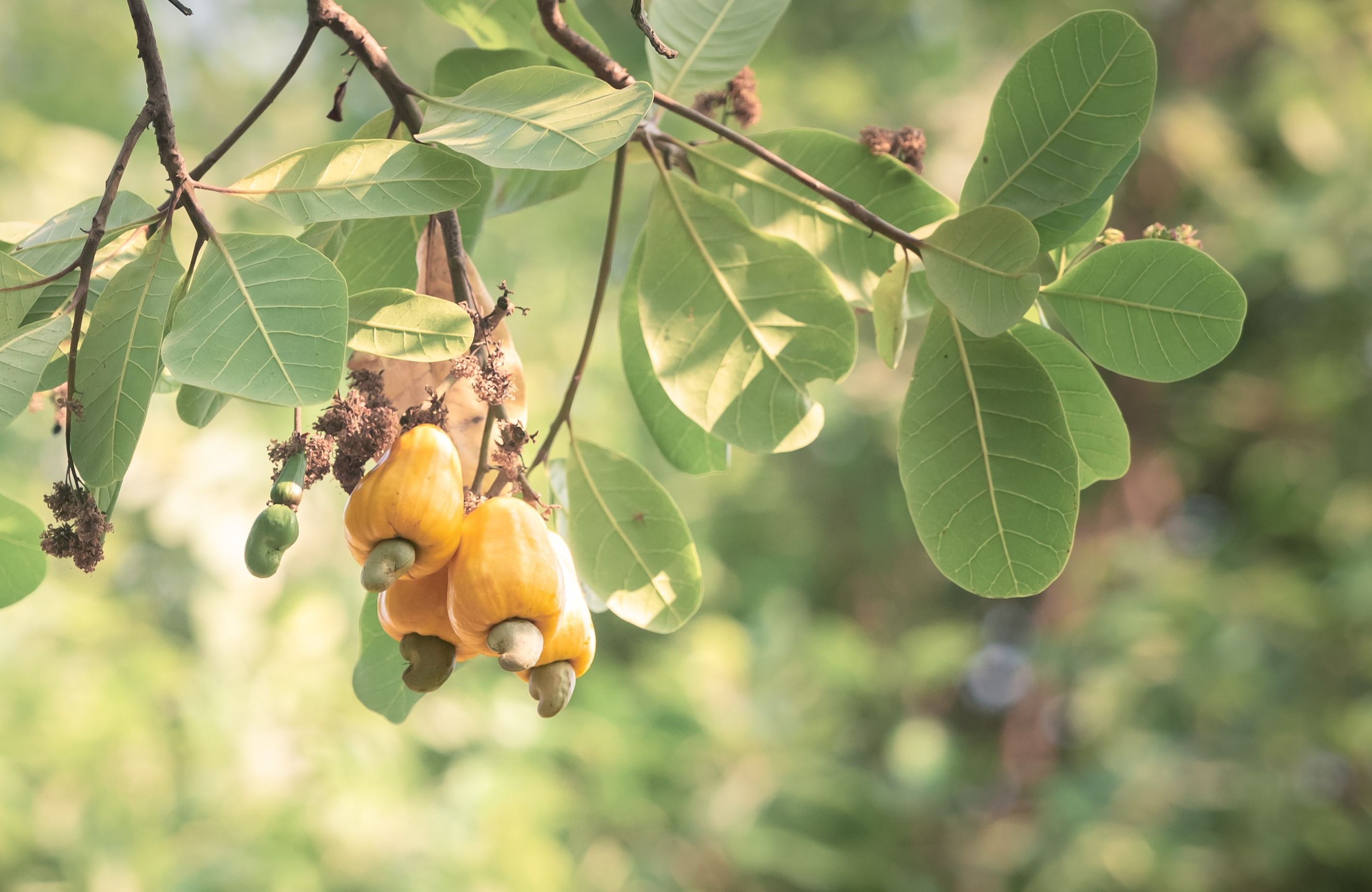Cashew Tree